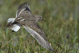 Temminck's Stint