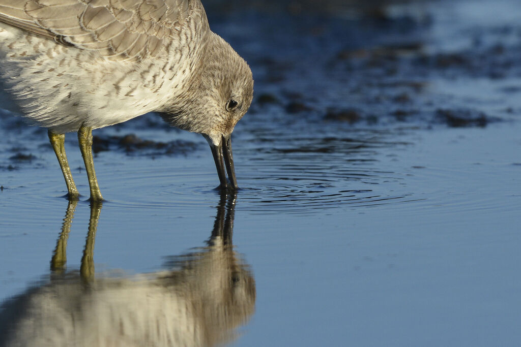 Red Knotadult post breeding, close-up portrait