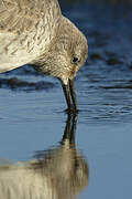 Red Knot