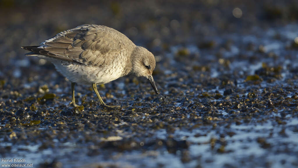 Bécasseau maubècheadulte internuptial, pêche/chasse