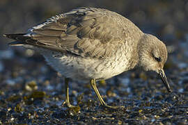 Red Knot