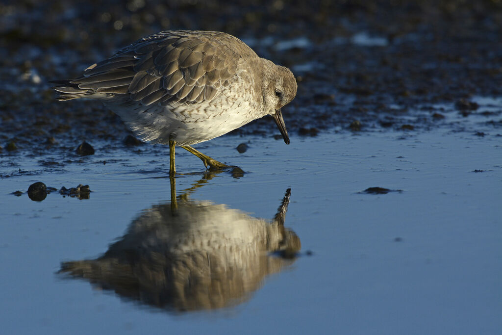 Red Knotadult, identification