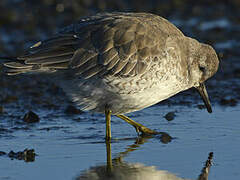 Red Knot