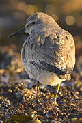 Red Knot