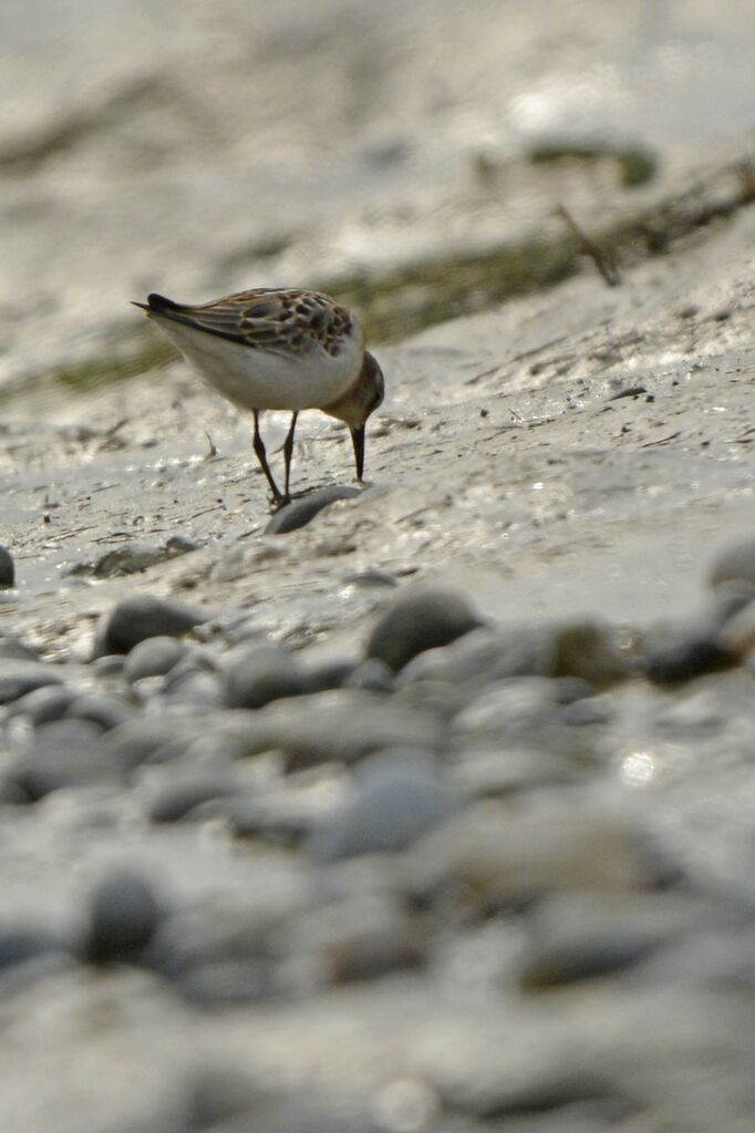 Little Stint