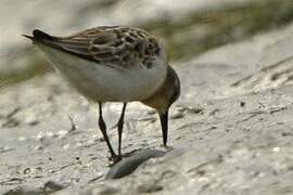 Little Stint