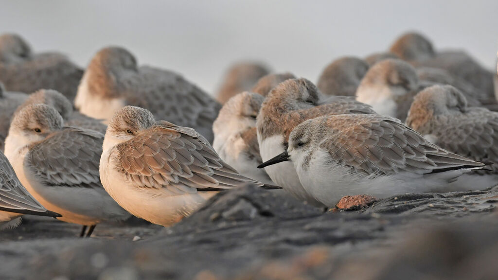 Sanderlingadult post breeding, Behaviour