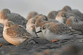 Bécasseau sanderling