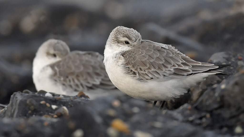 Sanderlingadult post breeding, Behaviour