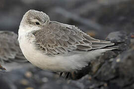 Sanderling