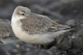 Bécasseau sanderling