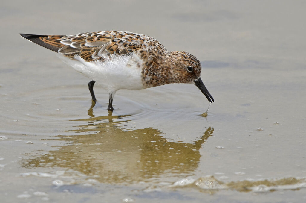 Sanderlingadult breeding, identification