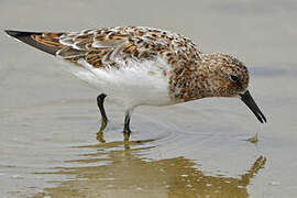 Bécasseau sanderling