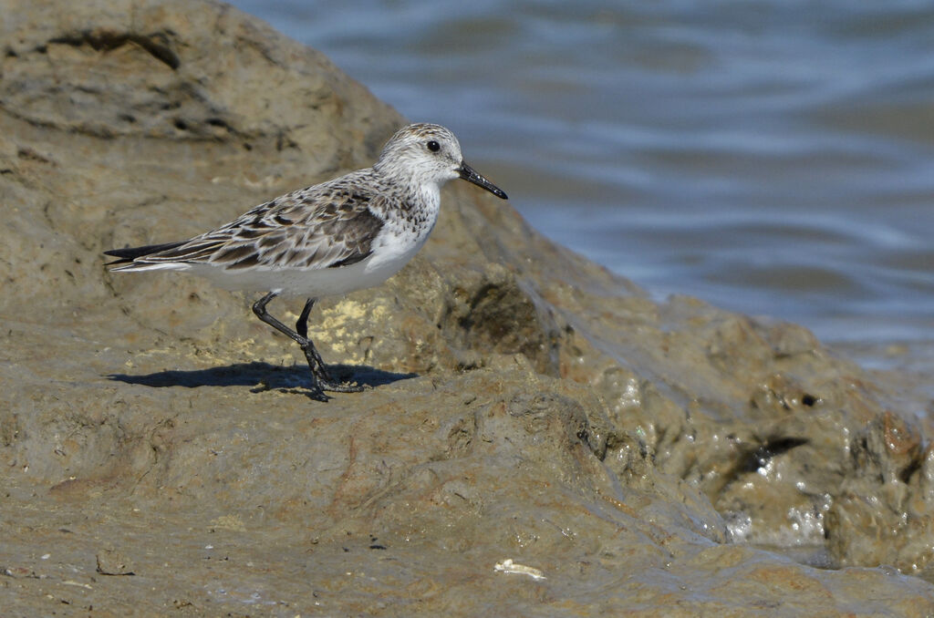 Sanderlingadult breeding, identification