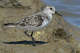 Bécasseau sanderling