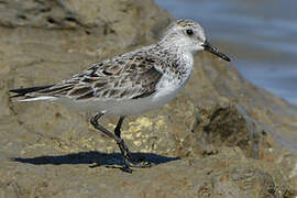 Sanderling