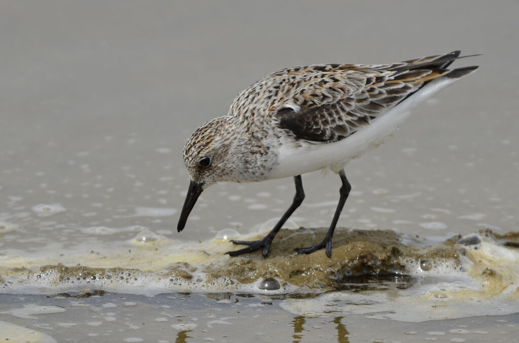 Sanderlingadult breeding, identification