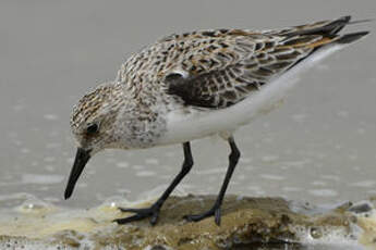 Bécasseau sanderling