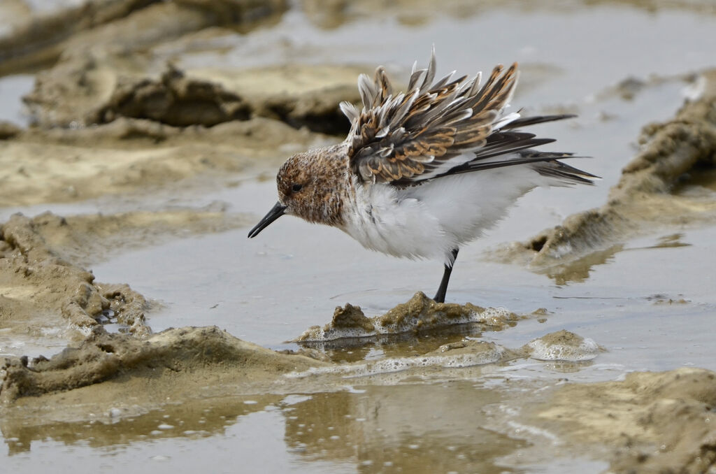 Sanderlingadult breeding, identification