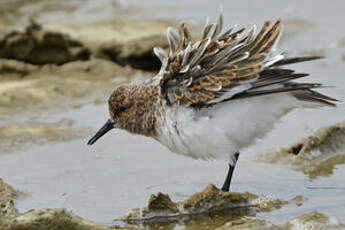 Bécasseau sanderling