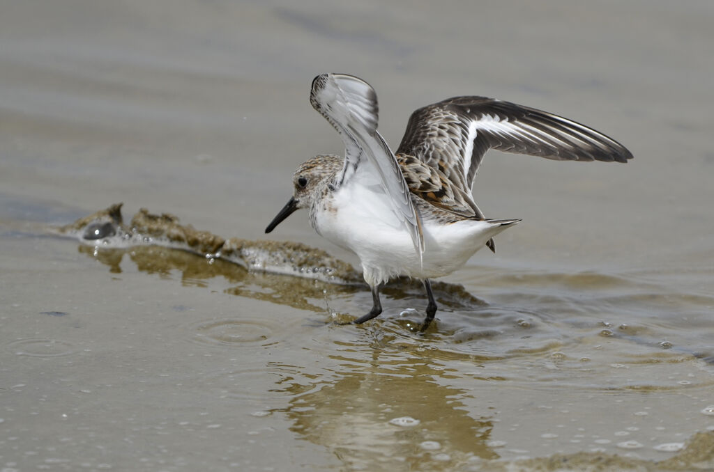 Sanderlingadult breeding, identification