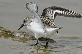 Bécasseau sanderling