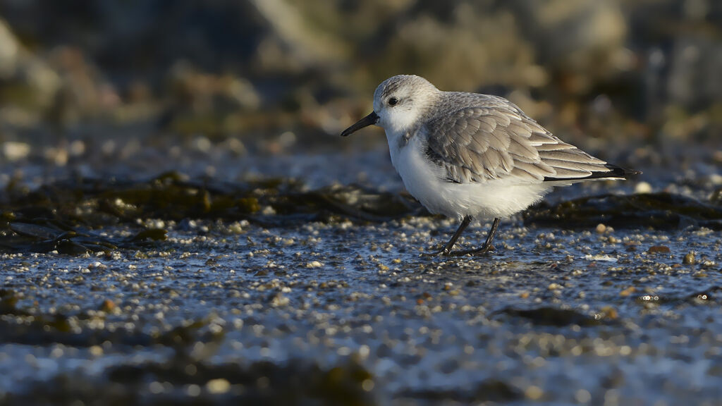 Sanderlingadult post breeding, identification