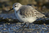 Bécasseau sanderling