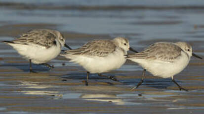 Bécasseau sanderling