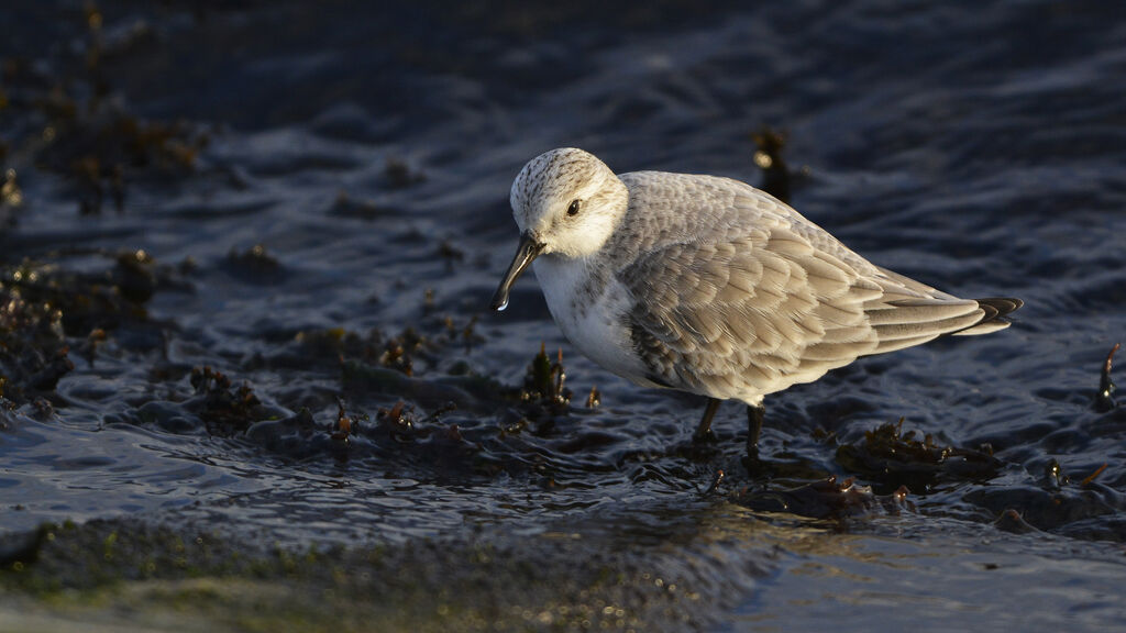 Sanderlingadult post breeding, identification