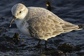 Bécasseau sanderling