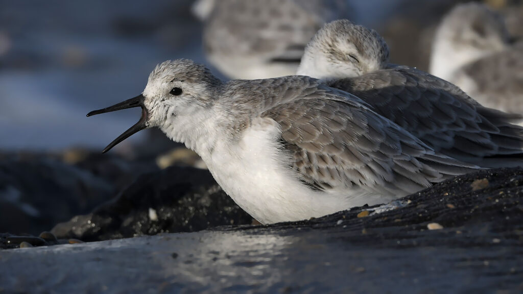 Sanderlingadult post breeding