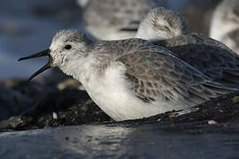 Sanderling