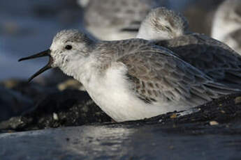 Bécasseau sanderling