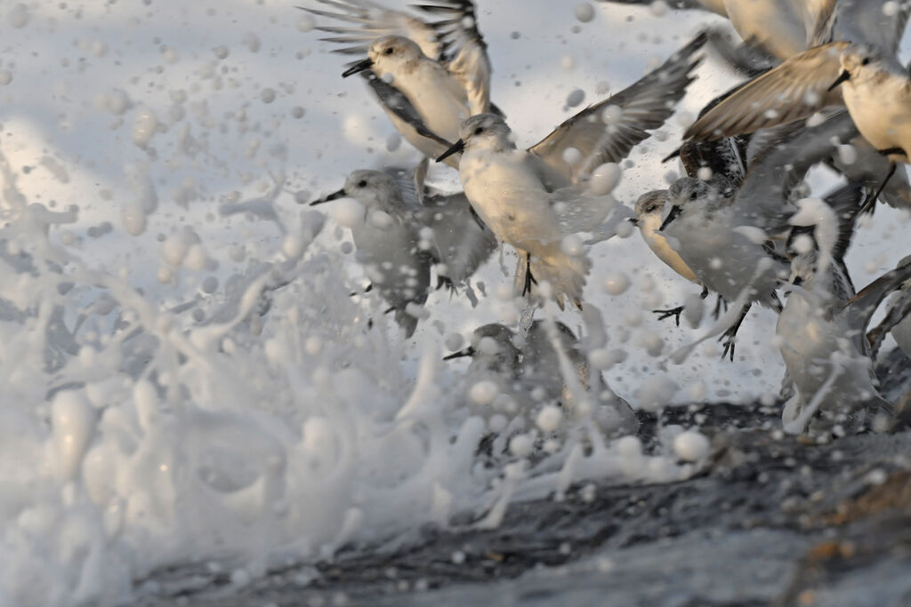 Sanderlingadult post breeding, Flight