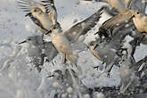 Bécasseau sanderling