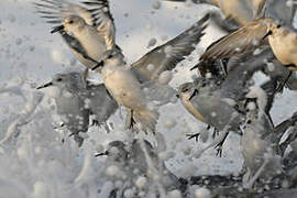 Sanderling