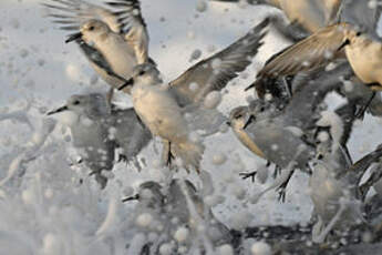 Bécasseau sanderling