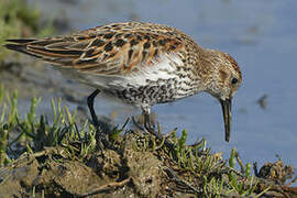 Dunlin