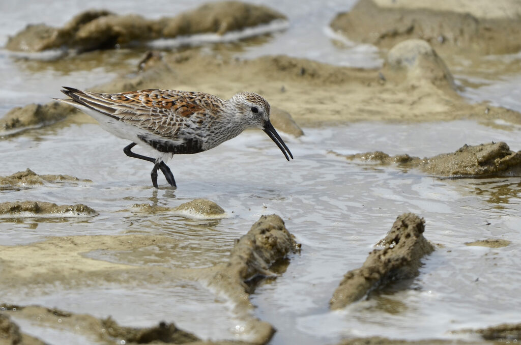 Dunlinadult breeding, identification