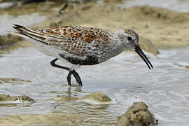 Dunlin