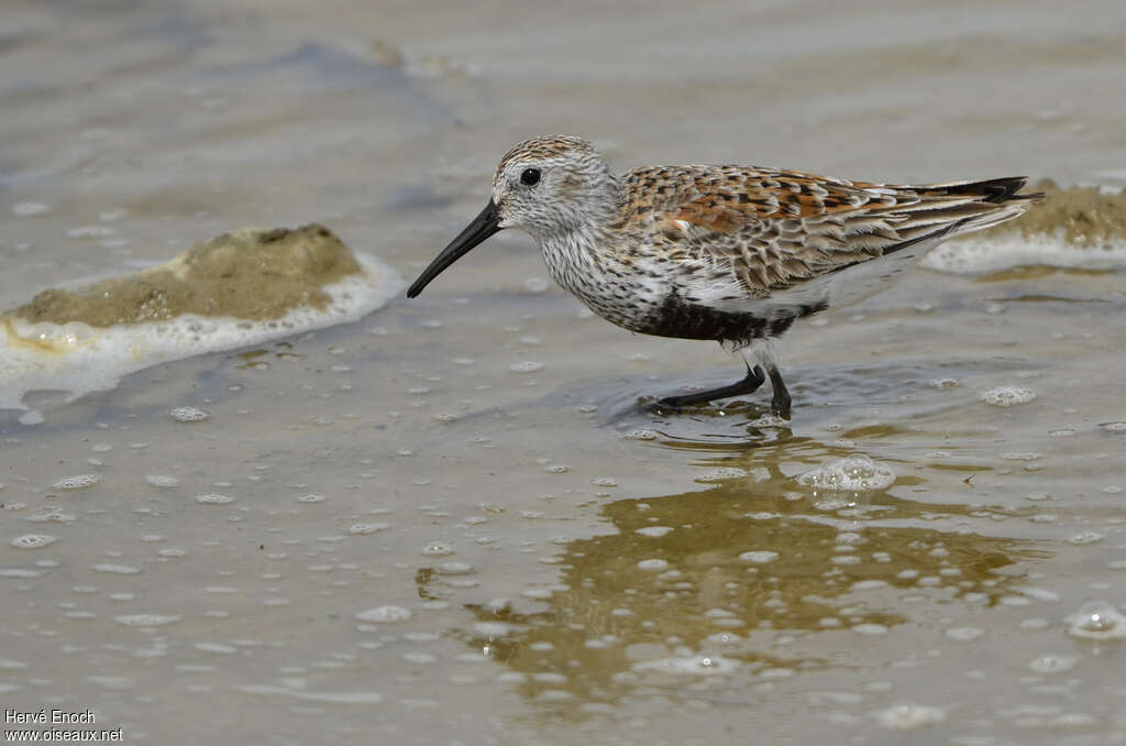 Dunlin male adult breeding, pigmentation, walking