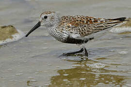 Dunlin