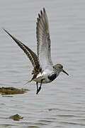 Dunlin