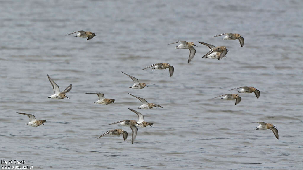 Dunlin, Flight