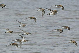 Dunlin