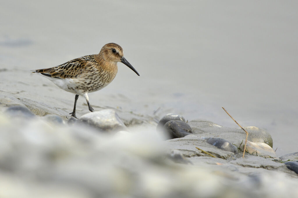 Bécasseau variable1ère année, identification