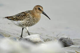 Dunlin