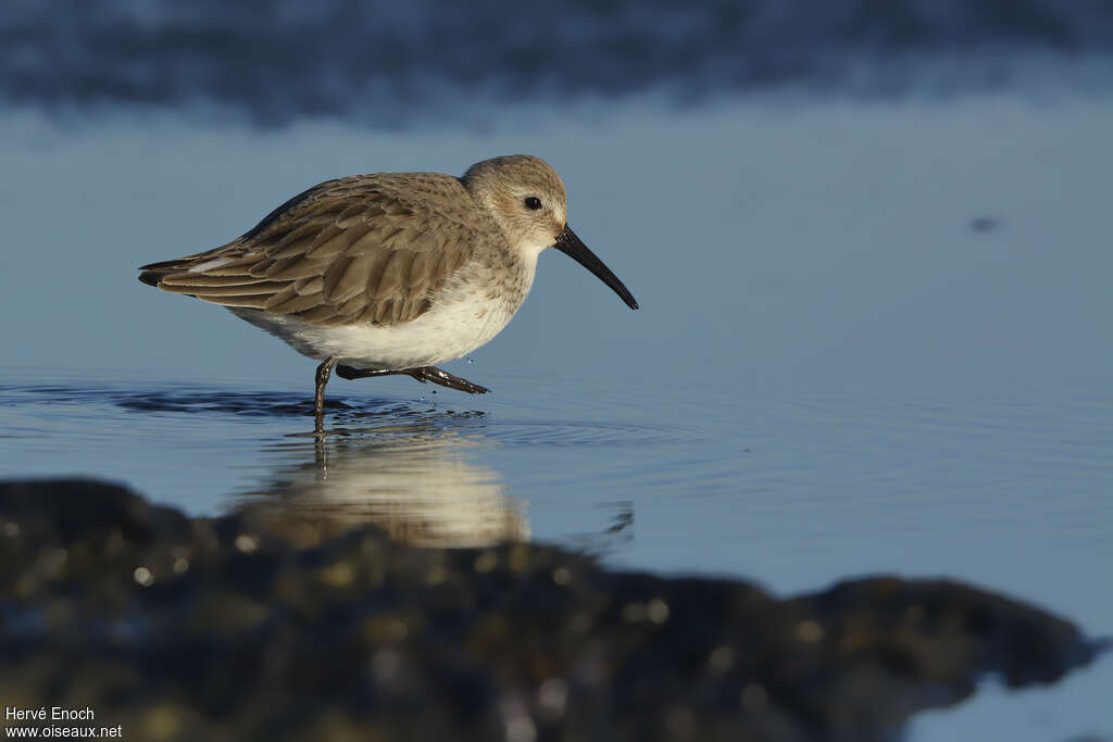 Dunlinadult post breeding, identification