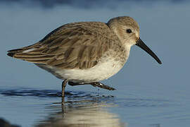 Dunlin